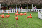 Flamingos, Ardastra Gardens